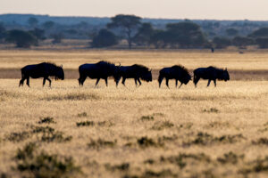 Kwando Tau Pan Camp_2